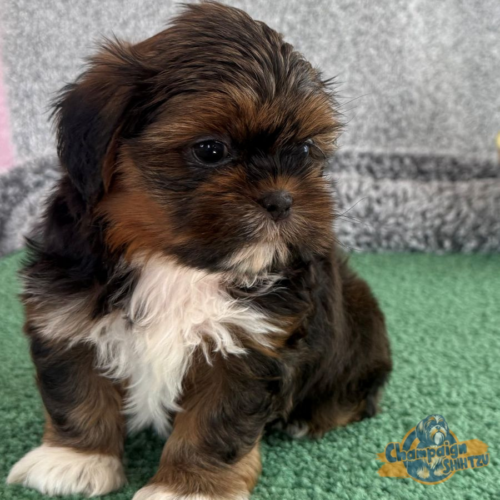 Shih Tzu Puppies - Simon 2 1