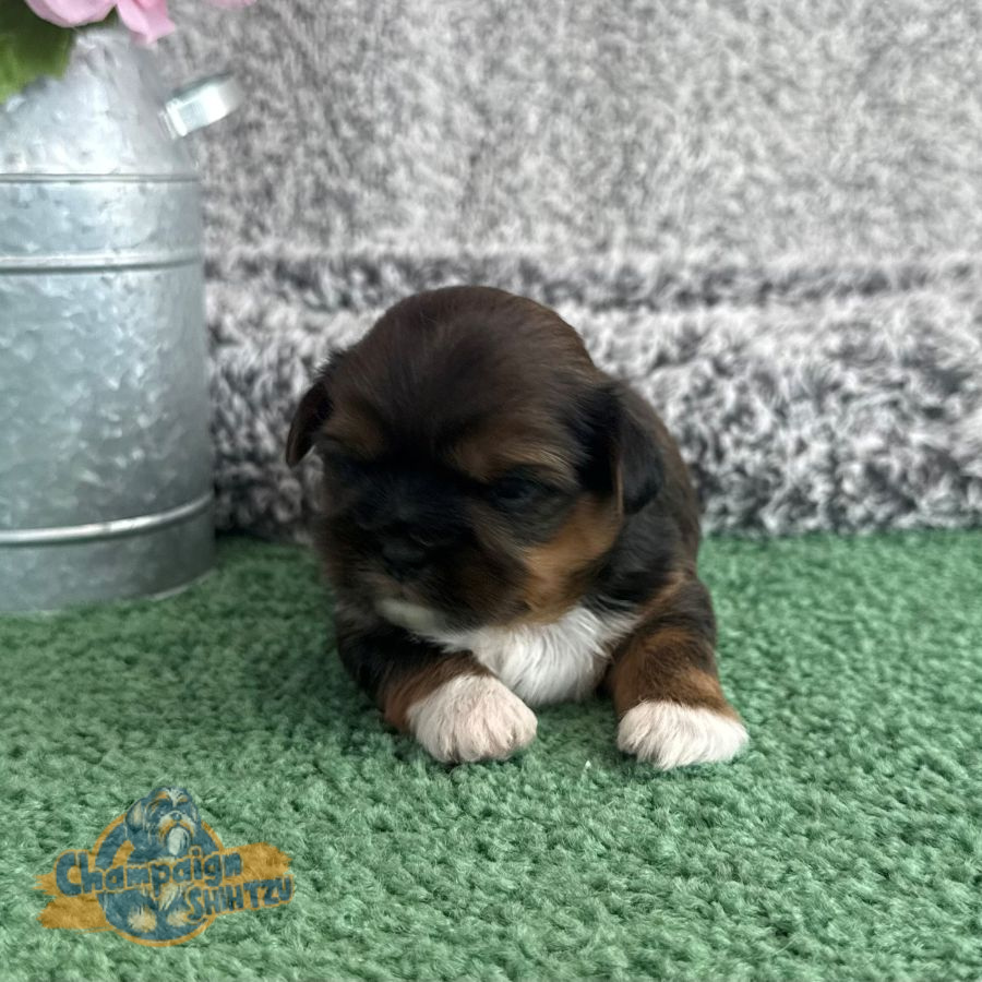 Shih Tzu Puppies - Simon 2