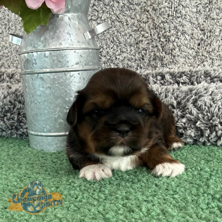 Shih Tzu Puppies - Simon