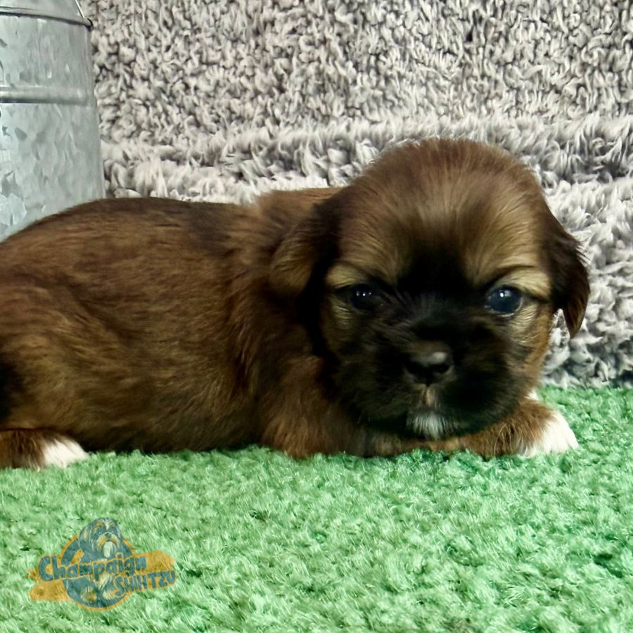 Shih Tzu Puppies - Sophia 2