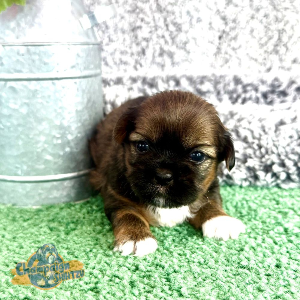 Shih Tzu Puppies - Sophia