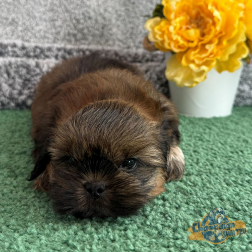 Shih Tzu Puppies - Stanley 1
