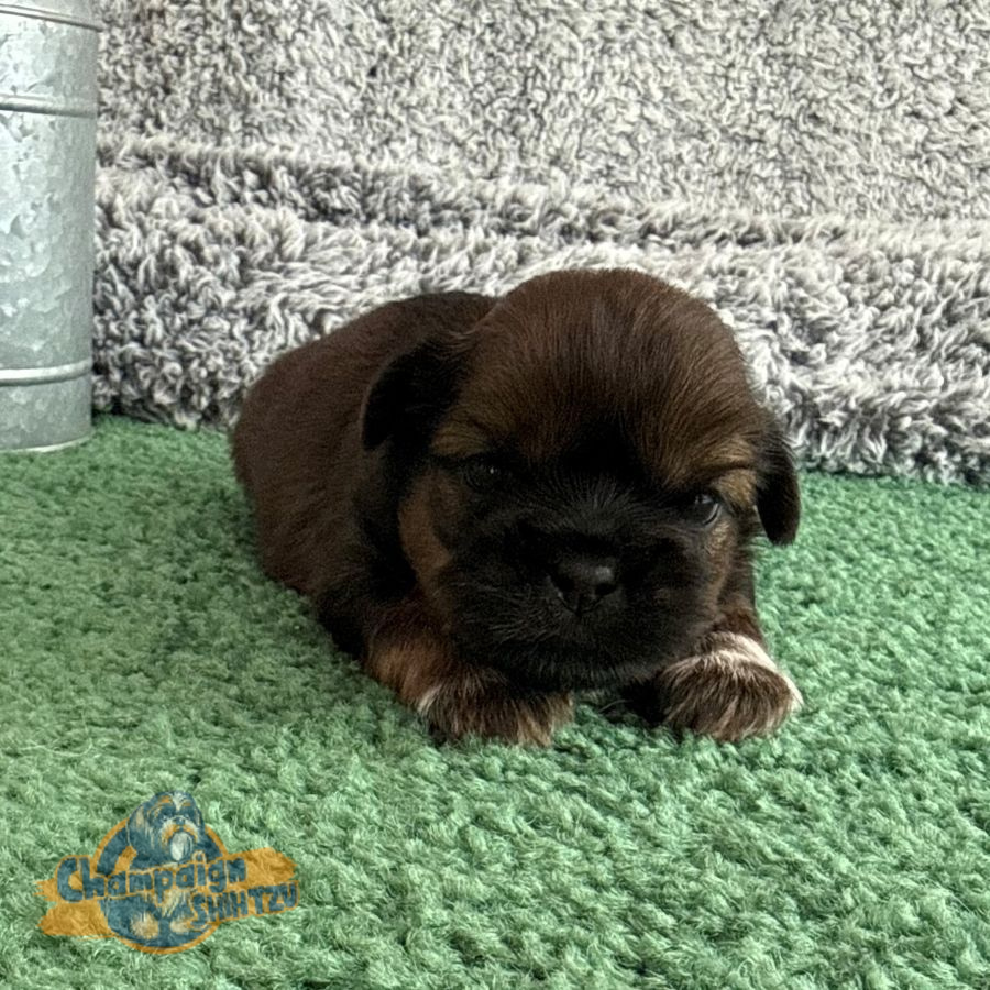 Shih Tzu Puppies - Stanley 2