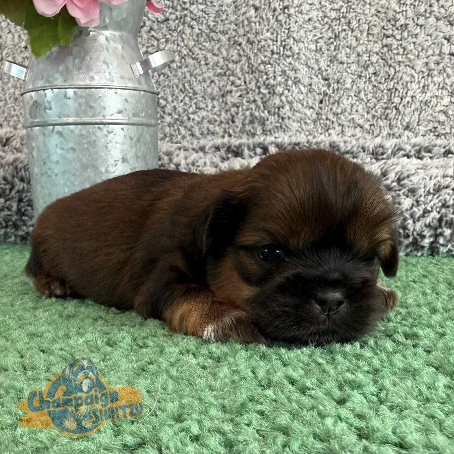 Shih Tzu Puppies - Stanley