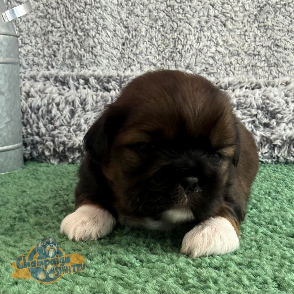 Shih Tzu Puppies - sally
