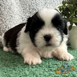 Shih Tzu Puppies - Ammon 1