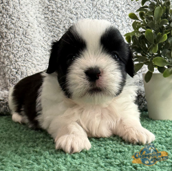 Shih Tzu Puppies - Ammon 2 1