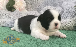 Shih Tzu Puppies - Ammon