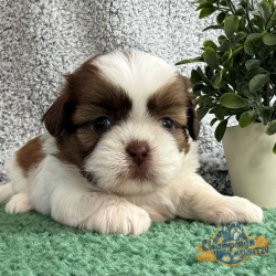 Shih Tzu Puppies - Ashley 2 1