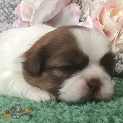 Shih Tzu Puppies - Ashley 3