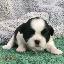 Shih Tzu Puppies - Avery 3 1