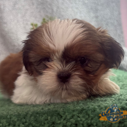 Shih Tzu Puppies - Barbie 4