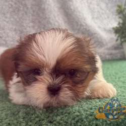 Shih Tzu Puppies - Barbie