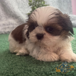 Shih Tzu Puppies - Bianca 4