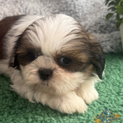 Shih Tzu Puppies - Bianca