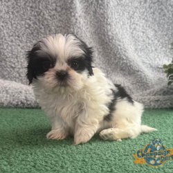 Shih Tzu Puppies - Bonnie 2
