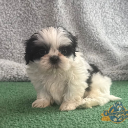 Shih Tzu Puppies - Bonnie 3