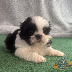 Shih Tzu Puppies - Buster 4
