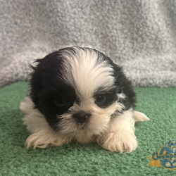 Shih Tzu Puppies - Buster