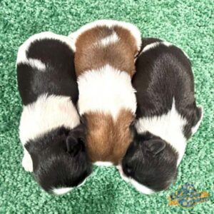 Three Shih Tzu puppies from a responsible breeder