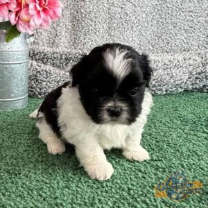 Black and white puppy sitting in front of a grey background with a pink flower