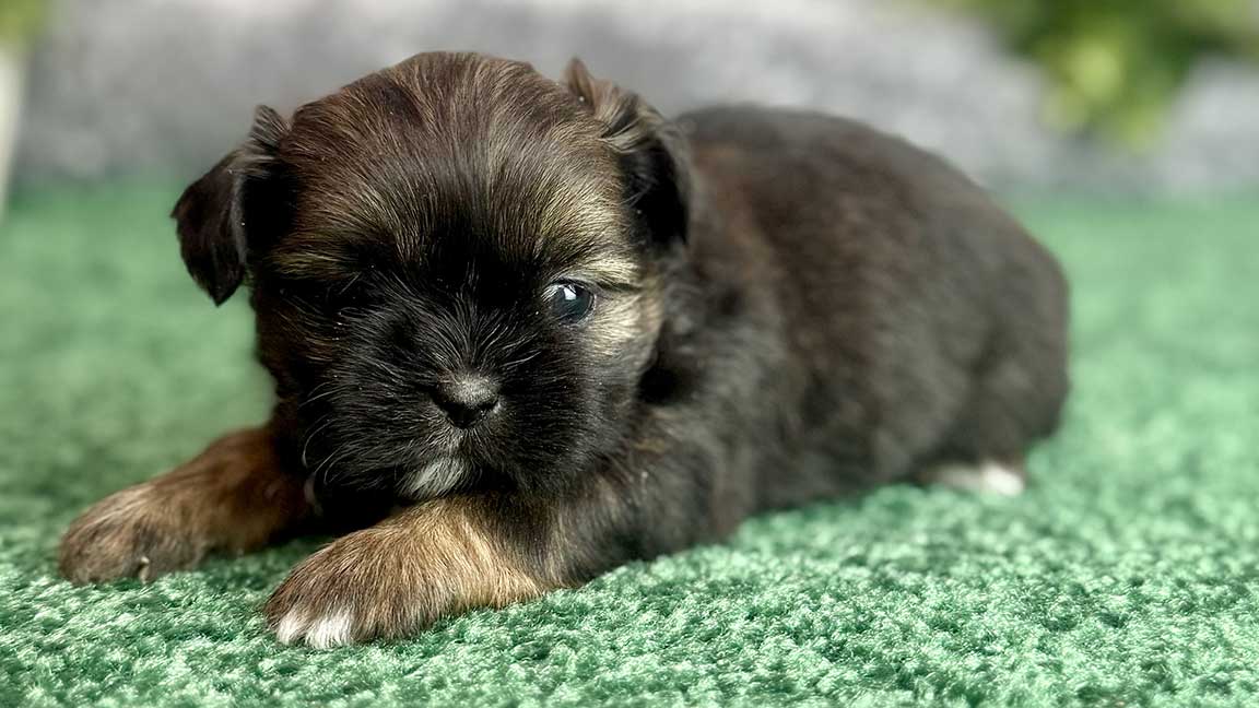 Puppy from an ethical Shih Tzu breeder