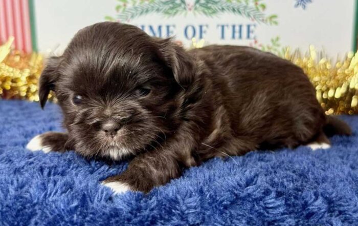 Dark brown Shih Tzu puppy with white paws, lying on a blue blanket