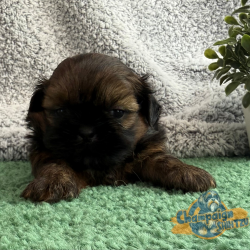 Shih Tzu Puppies - Kiara 1