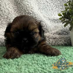 Shih Tzu Puppies - Kiara 2 1
