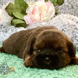 Shih Tzu Puppies - Kiara 3