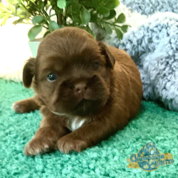 Shih Tzu Puppies - Kody 2