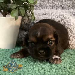 Shih Tzu Puppies - Kramer 2