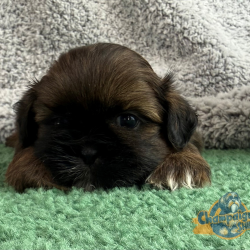 Shih Tzu Puppies - Kyler 2 1