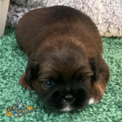 Shih Tzu Puppies - Kyler 3