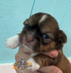 Shih Tzu Puppies - Marco 3 3