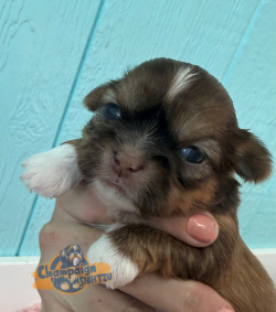 Shih Tzu Puppies - Marco 5