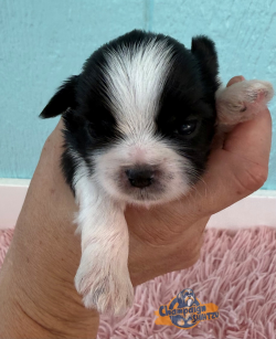 Shih Tzu Puppies - Maxon 1