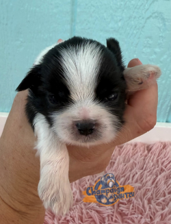 Shih Tzu Puppies - Maxon 3 1
