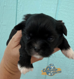Shih Tzu Puppies - Mickie 1