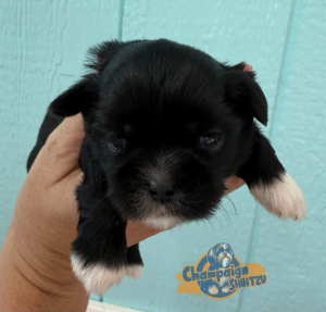 Shih Tzu Puppies - Mickie 2 1