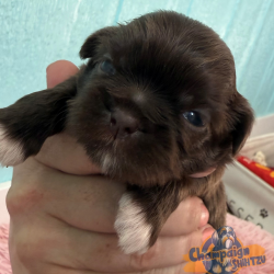 Shih Tzu Puppies - Mikel 3