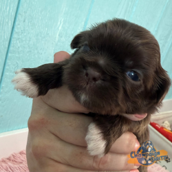 Shih Tzu Puppies - Mikel