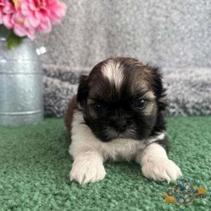 Shih tzu puppy lying in the grass next to a pink flower
