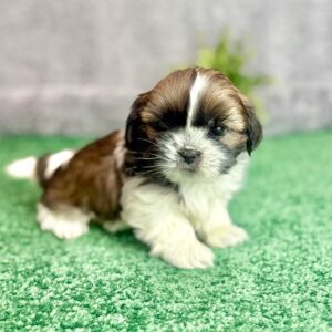 Puppy sitting down and resting because owners are worried about Shih Tzu heat sensitivity