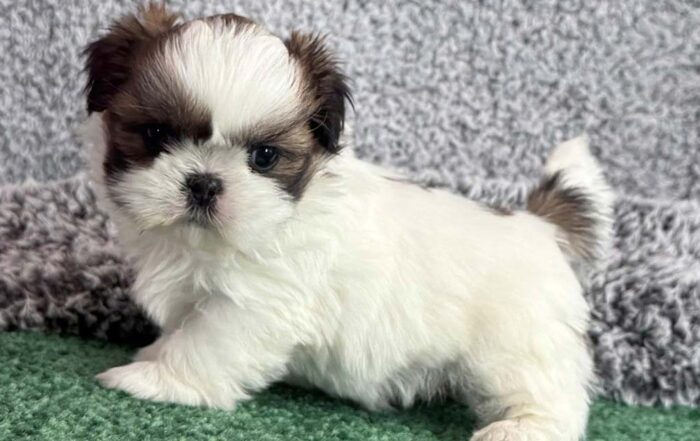 Shih Tzu puppy standing in the grass, against a grey wall