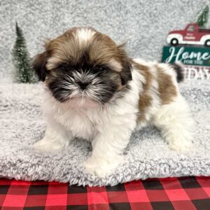 Shih Tzu puppy standing and posing in a Christmas decor