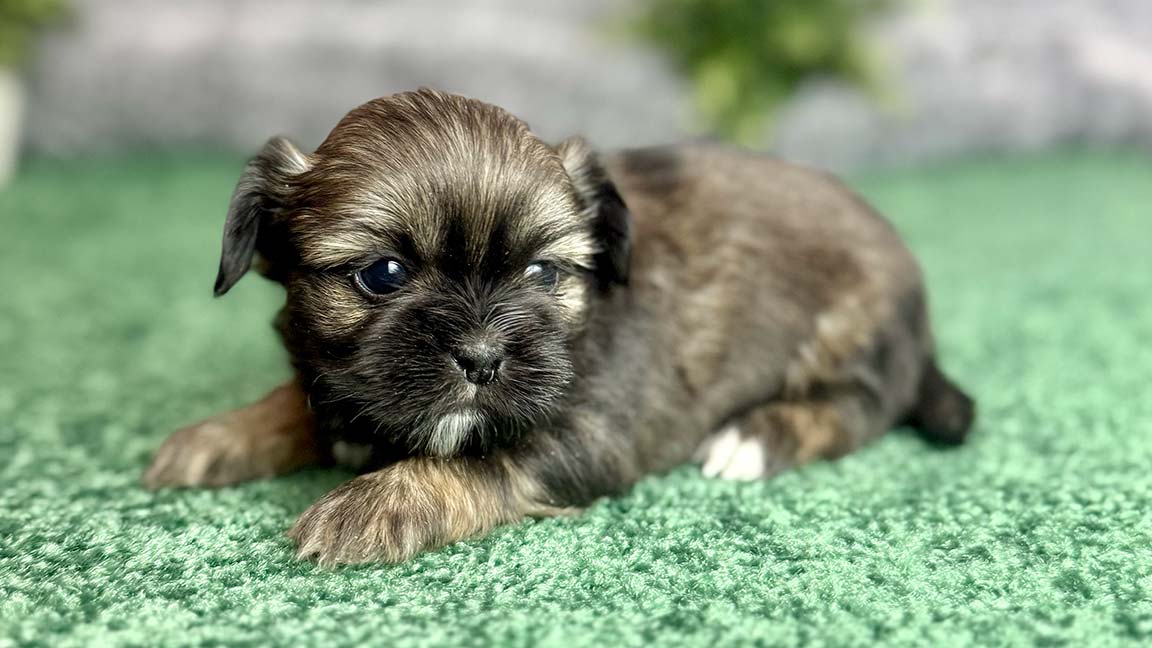 Shih Tzu puppy lying in the grass, looking clean thanks to wrinkle care