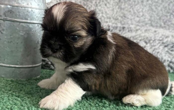 Shih Tzu puppy with white paws sitting in the grass