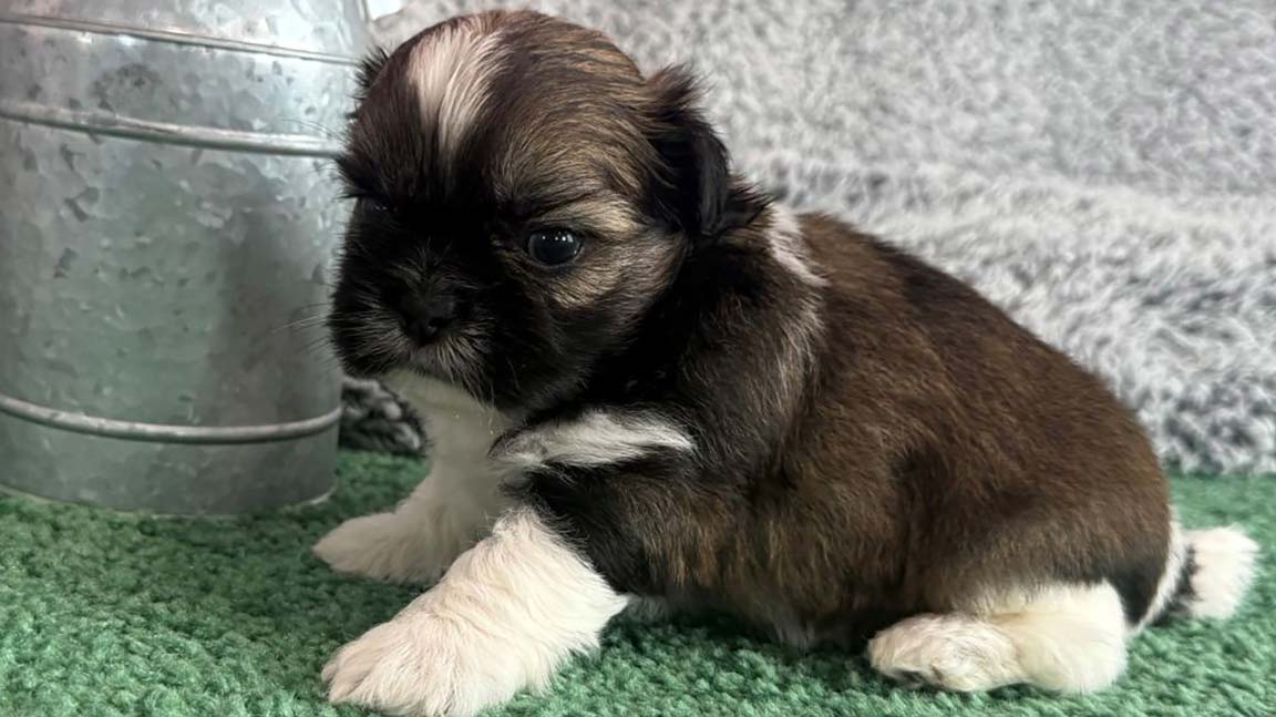Shih Tzu puppy with white paws sitting in the grass