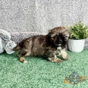 Healthy puppy with no sign of Shih Tzu tear stains